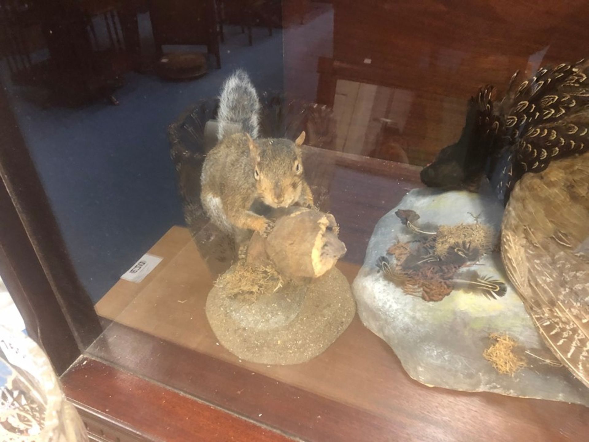 TAXIDERMY OF FOX CATCHING PHEASANT & TAXIDERMY SQUIRREL IN DISPLAY CABINET - Image 3 of 3