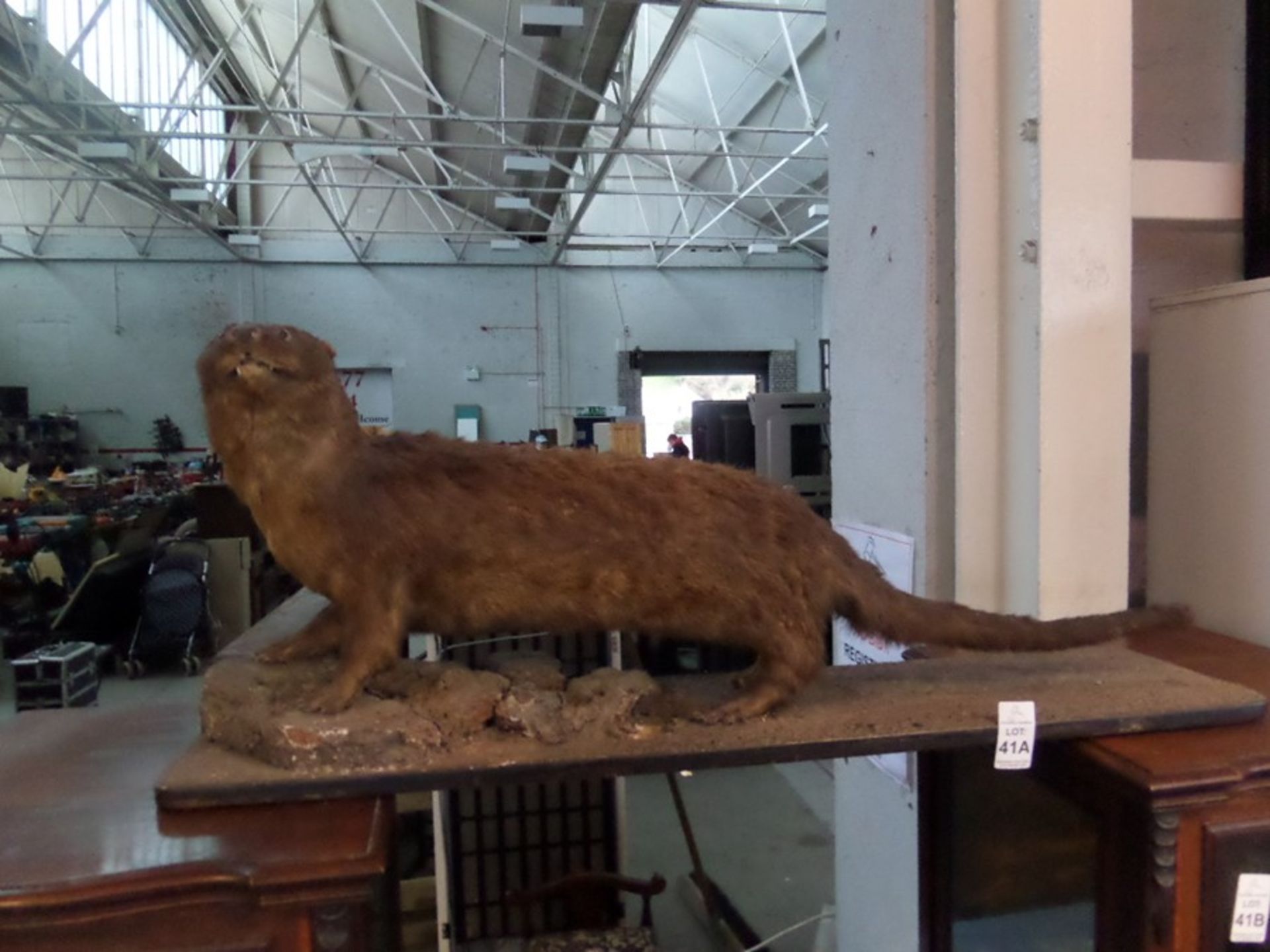 TAXIDERMY OTTER