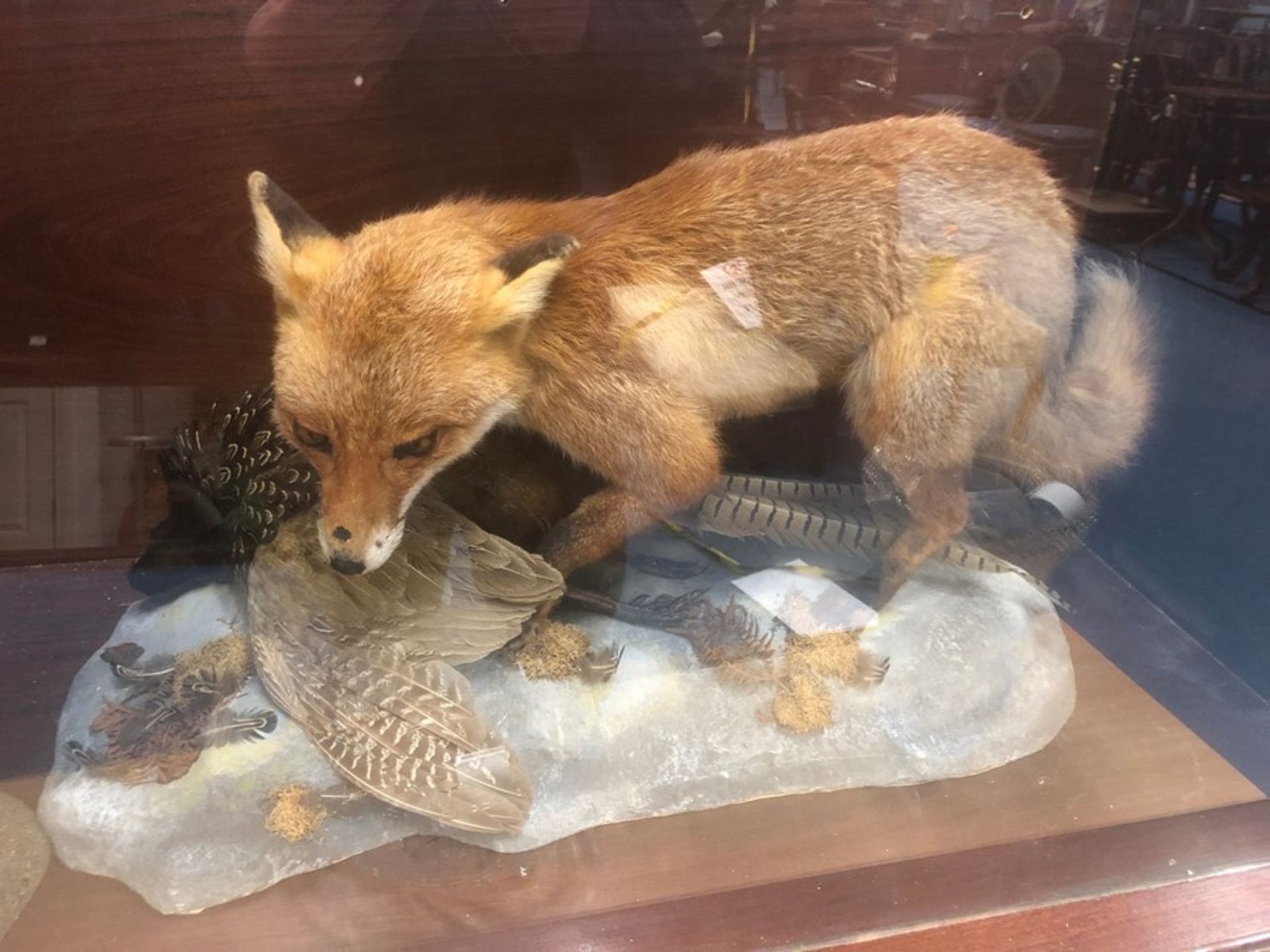 TAXIDERMY OF FOX CATCHING PHEASANT & TAXIDERMY SQUIRREL IN DISPLAY CABINET - Image 2 of 3