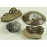Fossils. Four fossils, to include a trilobite, largest diameter 100mm and smaller