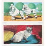 Brooke Bond, interesting & better lot, complete set South African issue - Our Pets, Eire - part