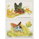 British American Tobacco Co, Butterflies (Girls) medium size, complete set in pages, G - VG, cat