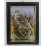 Taxidermy. A stuffed owl in a naturalistic scene, contained in a glass case, case size 30cm x 21.5cm