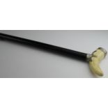 Walking Cane. A Victorian walking cane with warthog tooth handle, on a hallmarked silver cradle (