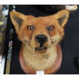 Taxidermy. A stuffed and mounted fox head, circa early 20th Century (?), mounted on a wooden shield,
