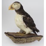 Taxidermy. A stuffed puffin, circa late 19th to early 20th Century, on a wooden base total height