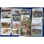 Postcards, Animal's, a selection of over 130+ mixed age cards inc. Drummond, Muller, Zoo, Horses,