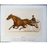 Cigarette card, USA, Kinney, Great American Trotters, premium issue in exchange for coupons, type '