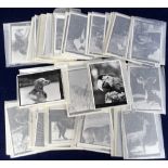 Photographs, a collection of 100+ celluloid negatives & contact prints, 1950's, all of animals