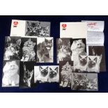 Trade cards, Red Heart, Cats, 2 set sepia tint & b/w photos, both in envelopes of issue (vg)