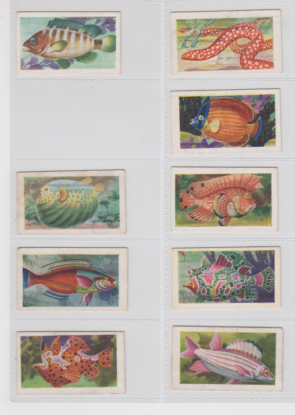 Trade cards, Goodwin's, World's Most Beautiful Fishes (19/24, missing nos 7, 11, 13, 17 & 22) (