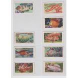 Trade cards, Goodwin's, World's Most Beautiful Fishes (19/24, missing nos 7, 11, 13, 17 & 22) (