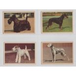 Trade cards, Canada, Dr. Ballard's Pet Foods, Dogs, 'L' size (set, 42 cards) (mostly gd)