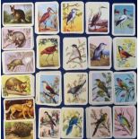 Trade cards, Australia, Tuckfields Birds (nos 130-192) & Animals (set 32 cards) 'M' size (vg)