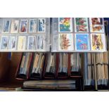 Trade cards, a large accumulation of cards in 9 modern albums, inc. A&BC Gum (many), Weetabix,