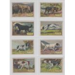 Trade cards, Peterkin, Dogs, 'M' size, all with 'Peterkin Egg Custard' backs (set, 8 cards) (1