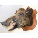 20th Century wild boar taxidermy head mounted on to an oak shield, height 68cm.