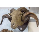 Taxidermy oak shield mounted ram's head.