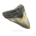 A prehistoric megalodon sharks tooth