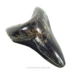 A prehistoric megalodon sharks tooth