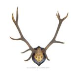 A Pair of mounted Antlers.