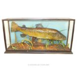 A Victorian Taxidermy of a fish in display case