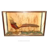 A Victorian Cased Taxidermy of a Pheasant