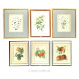 Six Prints Of Flowers And Fruit