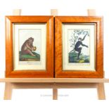 Two 19th Century Framed Book Plates Depicting Primates