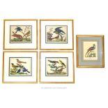 Of Ornithological Interest, Early 19th Century Plates Of Birds