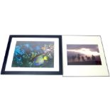 Five Framed Pieces Of Nature Photography For Interior Design.