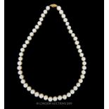 An Akoya 18" Pearl Necklace.