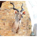 A Large Kudu Taxidermy Head.