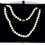 A Cultural Akoya White Pearl Necklace.