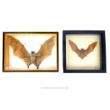 Two Framed Taxidermy Bats