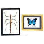 Two Taxidermy Insect Frames
