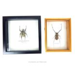 Two Framed Taxidermy Beetles