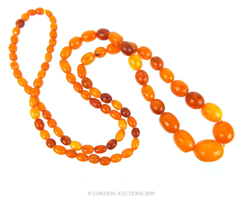 A Large Necklace Of Baltic Amber Beads - Image 2 of 2