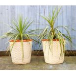 A Pair of Drangon Plants in Terrcotta and GLazed Pots.