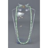 A string of Jadeite beads with 9ct gold clasp and