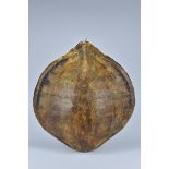 A large Antique Turtle Shell hanging. 49cm x 46cm