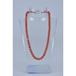 A string of ungraduated Coral beads in Necklace.