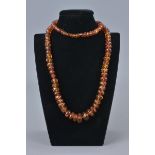 An antique early 20th Century Baltic amber necklace with graduated beads on string in necklace.