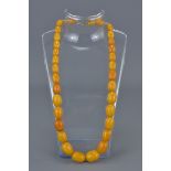 String of Butterscotch Amber Beads comprising 37 Graduating Ovoid Beads, approx. 24 grams