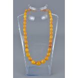 Butterscotch Amber Necklace containing 32 Graduating Ovoid Beads, approx. 41 grams