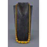 Amber Coloured Necklace comprising 69 Graduating Beads