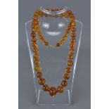 Baltic Clear Amber Bead Necklace containing 63 Graduating Beads, approx. 50 grams