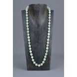 A Chinese pale celadon jade beaded necklace. Total 51 beads with silver clasp stamped 'silver'. Bead