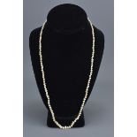 Single Row of 155 Irregular Shaped Pearls with a S
