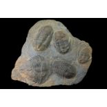 A Large Multiple Trilobite Fossil Plaque (Ex. Christie's)